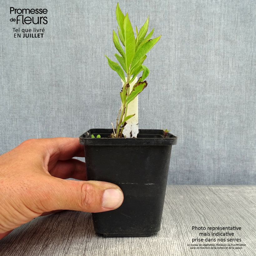 Amostra de Phlox paniculata Europa Vaso de 8/9 cm tal como entregue no verão
