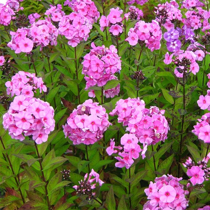 Phlox paniculata Eva Cullum (Hábito)