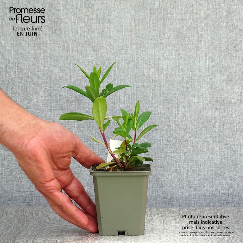Amostra de Phlox paniculata Eva Cullum Vaso de 8/9 cm tal como entregue no verão