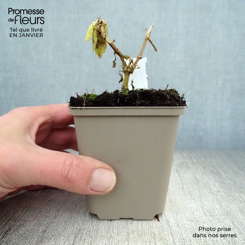 Amostra de Phlox paniculata Eva Cullum Vaso de 8/9 cm tal como entregue no inverno