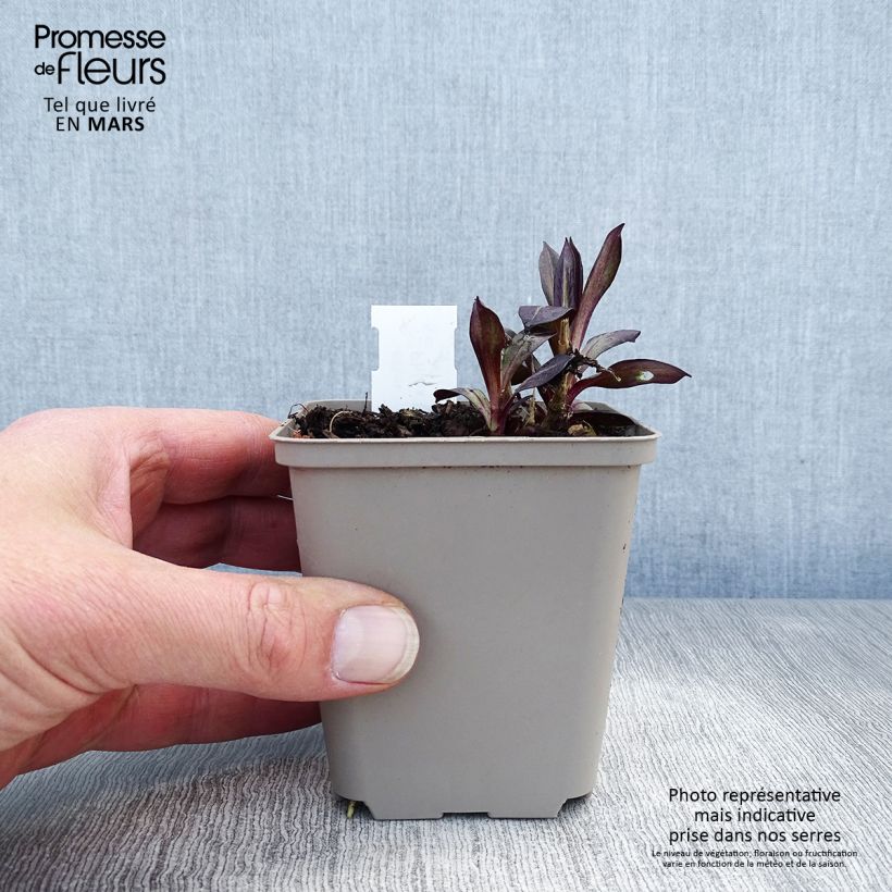 Amostra de Phlox paniculata Eva Cullum Vaso de 8/9 cm tal como entregue na primavera