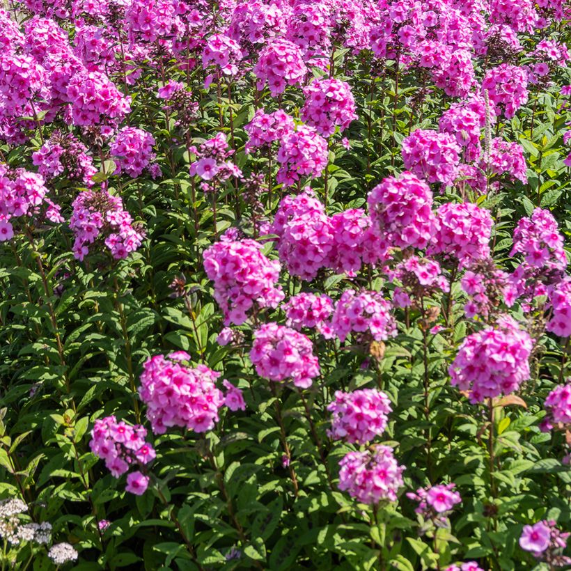 Phlox paniculata Eva Cullum (Hábito)