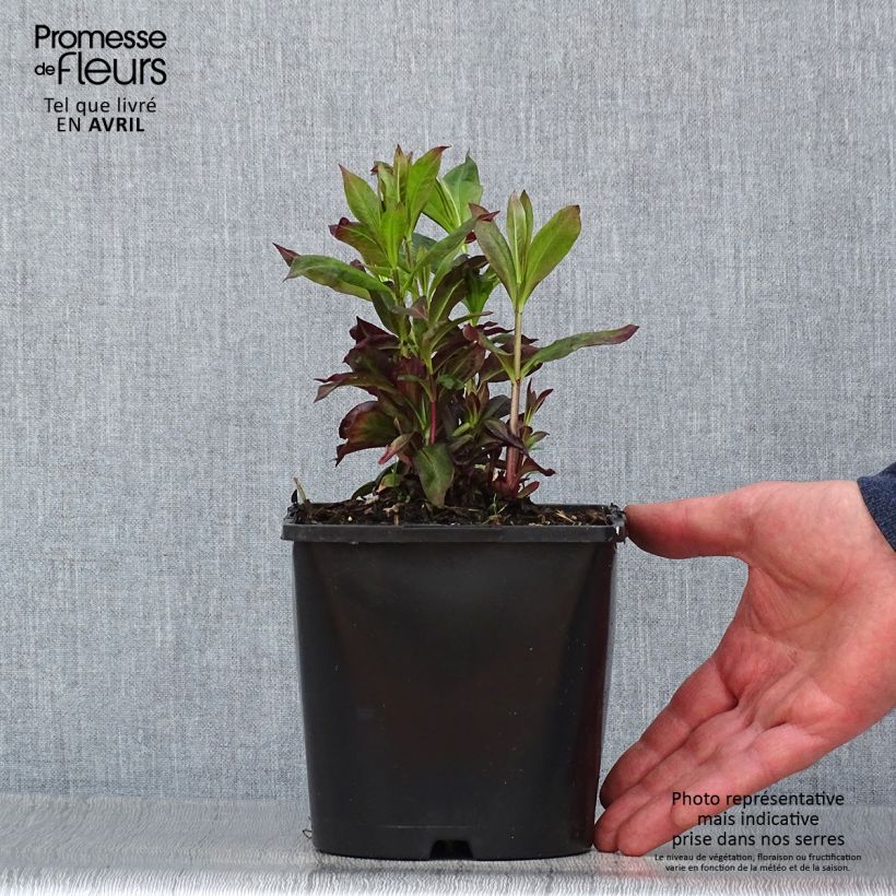 Amostra de Phlox paniculata Famous Cerise - Flox Vaso de 1,5 L/2 L tal como entregue na primavera