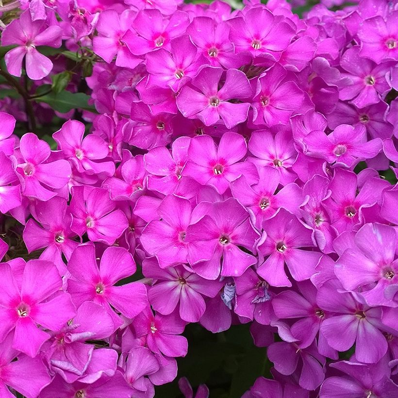 Phlox paniculata Famous Purple - Flox (Floração)