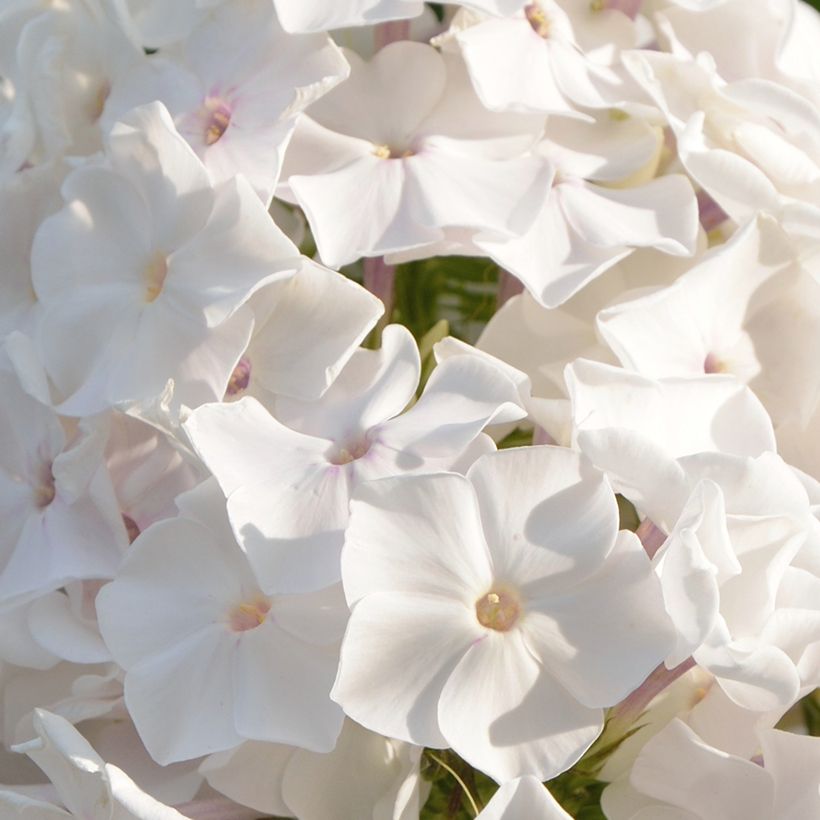 Phlox paniculata Famous Branco - Flox (Floração)