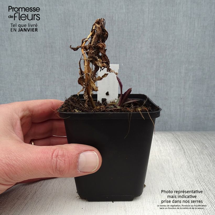 Amostra de Phlox paniculata Flame Marine - Phlox paniculé Godet de 8/9 cm tal como entregue no inverno