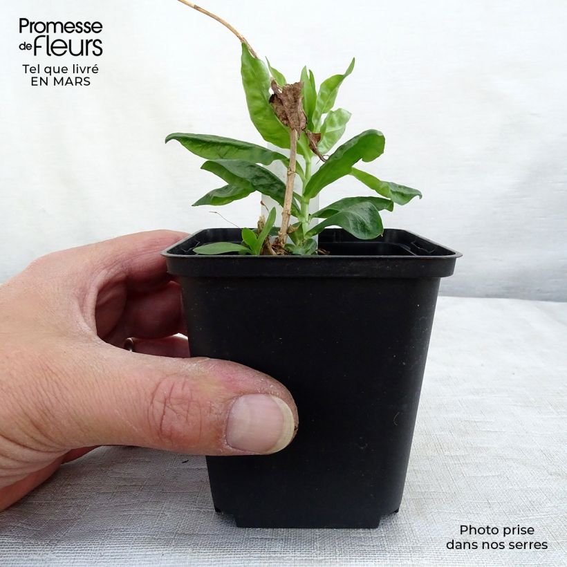 Amostra de Phlox paniculata Flame White Imp Vaso de 8/9 cm tal como entregue no inverno