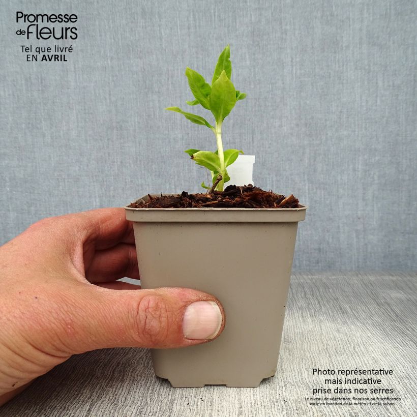 Amostra de Phlox paniculata Flame White Imp Vaso de 8/9 cm tal como entregue na primavera