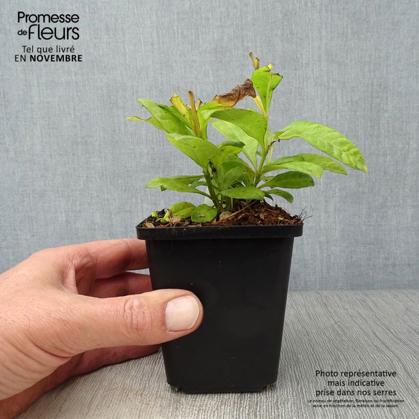 Amostra de Phlox paniculata Fujiyama Vaso de 8/9 cm tal como entregue no outono