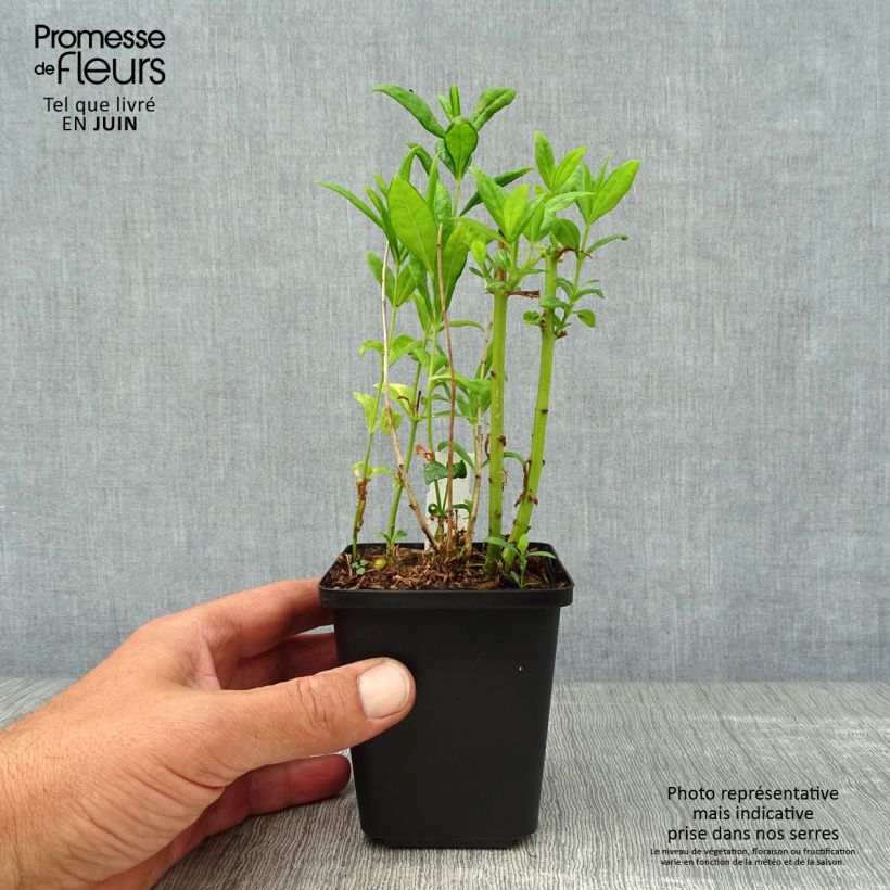 Amostra de Phlox paniculata Fujiyama Vaso de 8/9 cm tal como entregue no verão