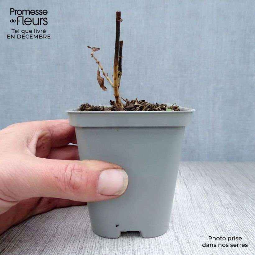 Amostra de Phlox paniculata Fujiyama Vaso de 8/9 cm tal como entregue no inverno