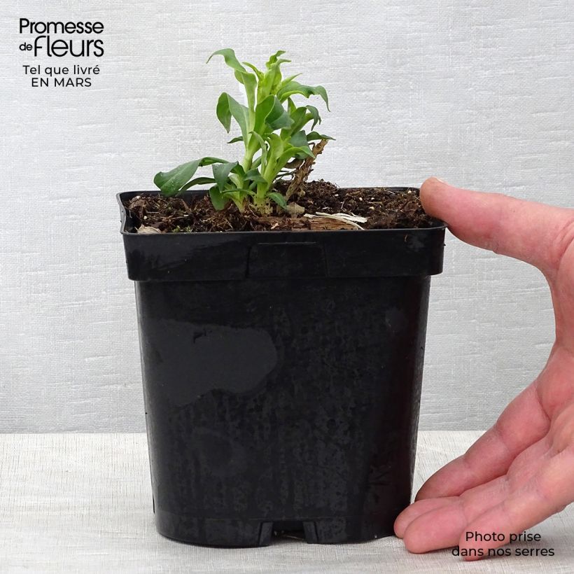 Amostra de Phlox paniculata Fujiyama Vaso de 2 L/3 L tal como entregue na primavera