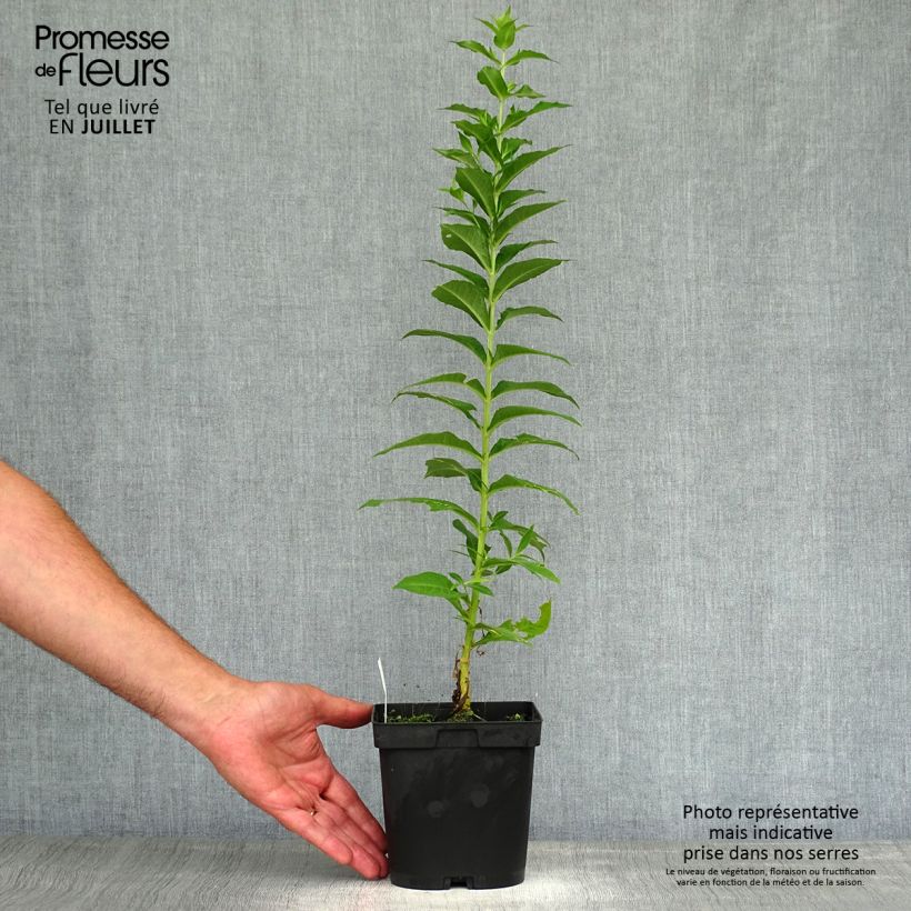 Amostra de Phlox paniculata Fujiyama Vaso de 2 L/3 L tal como entregue no verão