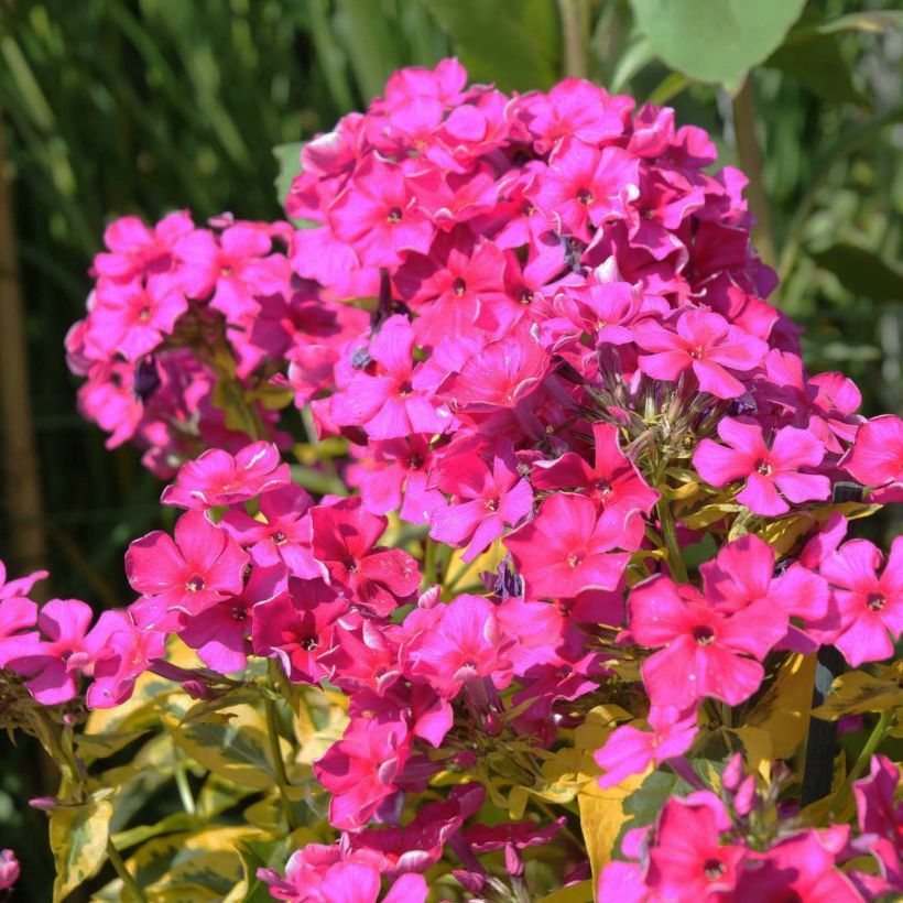 Phlox paniculata Goldmine (Floração)