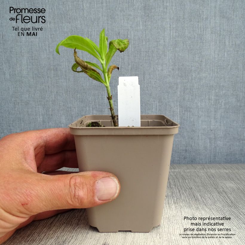 Amostra de Phlox paniculata Goldmine Vaso de 8/9 cm tal como entregue na primavera