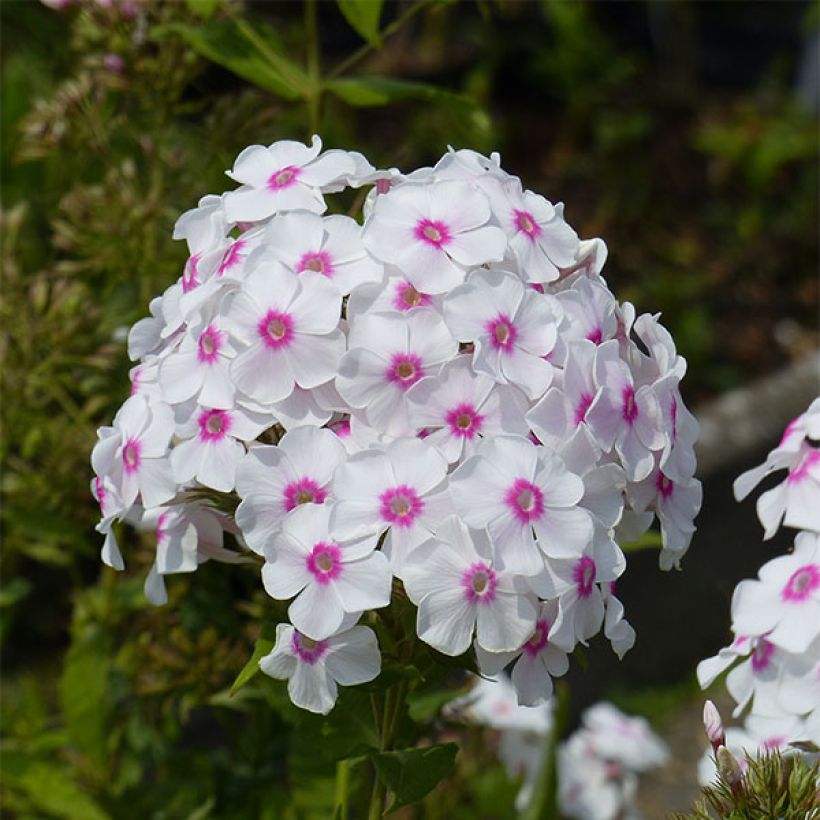 Phlox paniculata Graf Zeppelin (Floração)