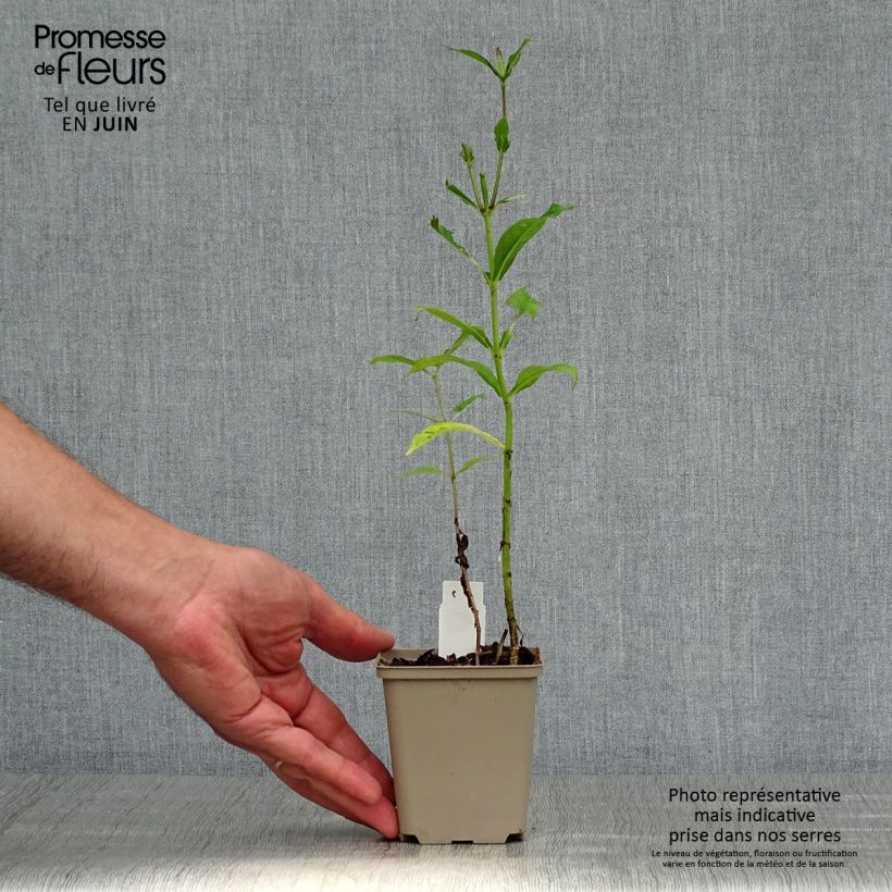 Amostra de Phlox paniculata Graf Zeppelin Vaso de 8/9 cm tal como entregue no verão