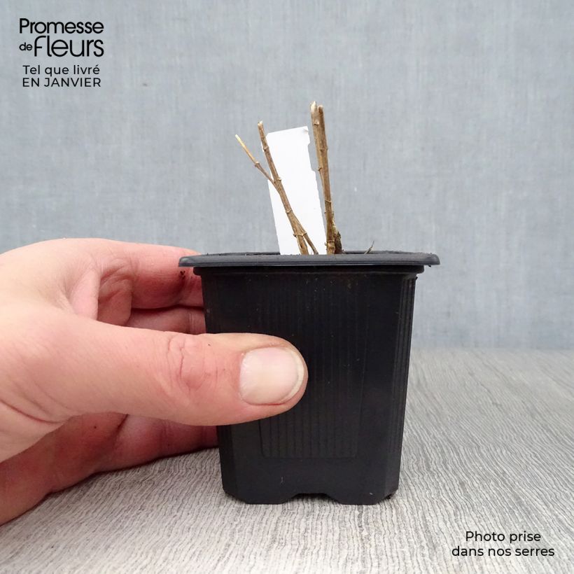 Amostra de Phlox paniculata Graf Zeppelin Vaso de 8/9 cm tal como entregue no inverno