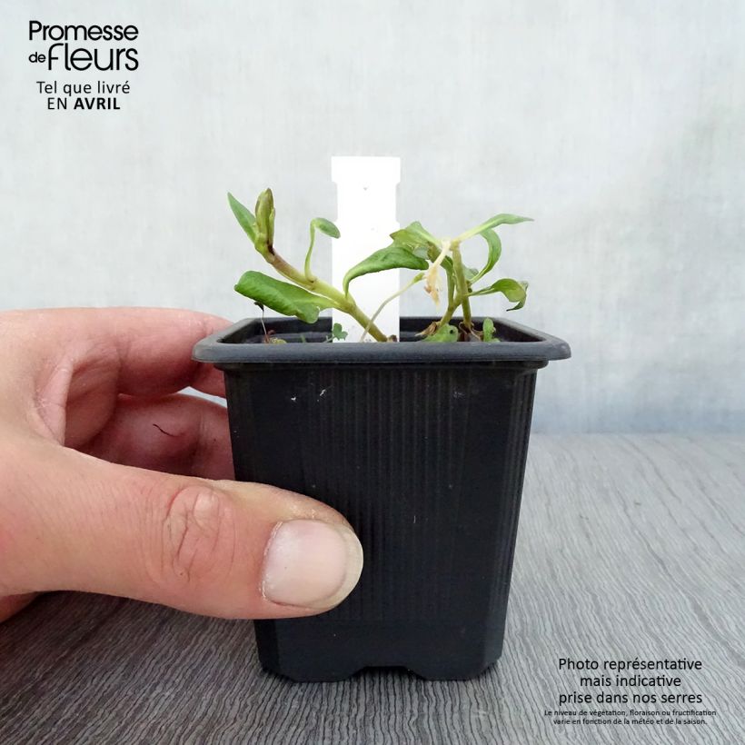 Amostra de Phlox paniculata Graf Zeppelin Vaso de 8/9 cm tal como entregue na primavera