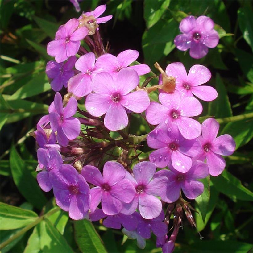 Phlox paniculata Hesperis (Floração)