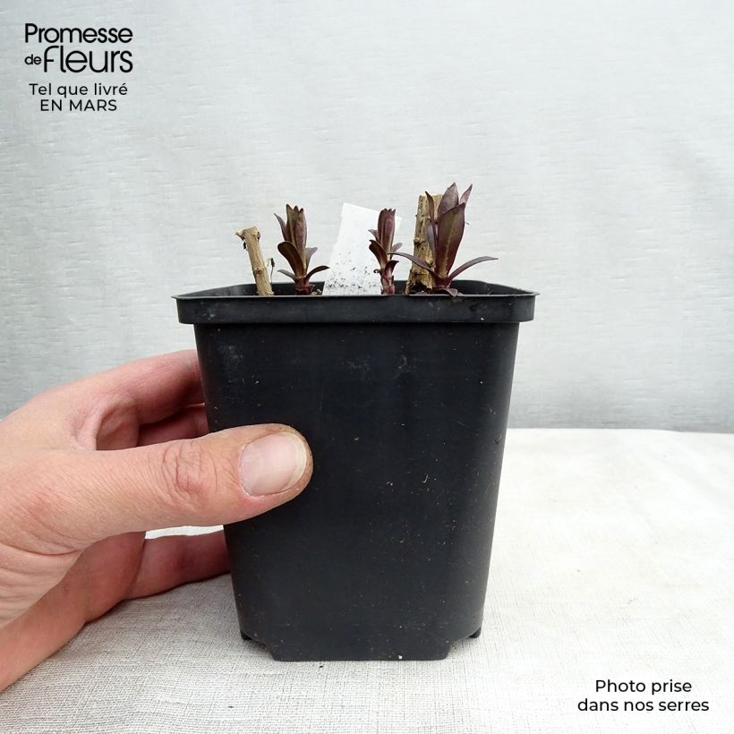 Amostra de Phlox paniculata Hesperis Vaso de 8/9 cm tal como entregue na primavera