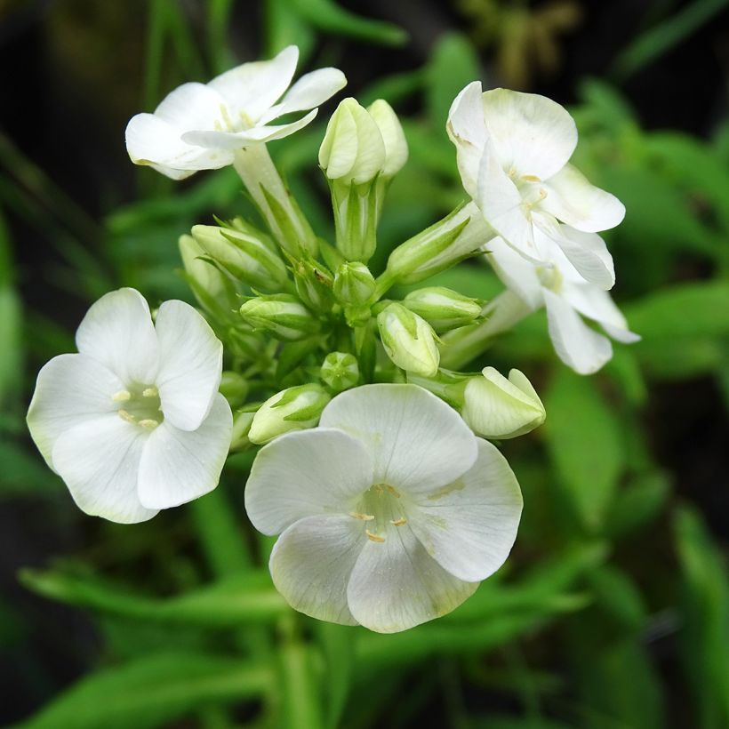 Phlox paniculata Jade (Floração)