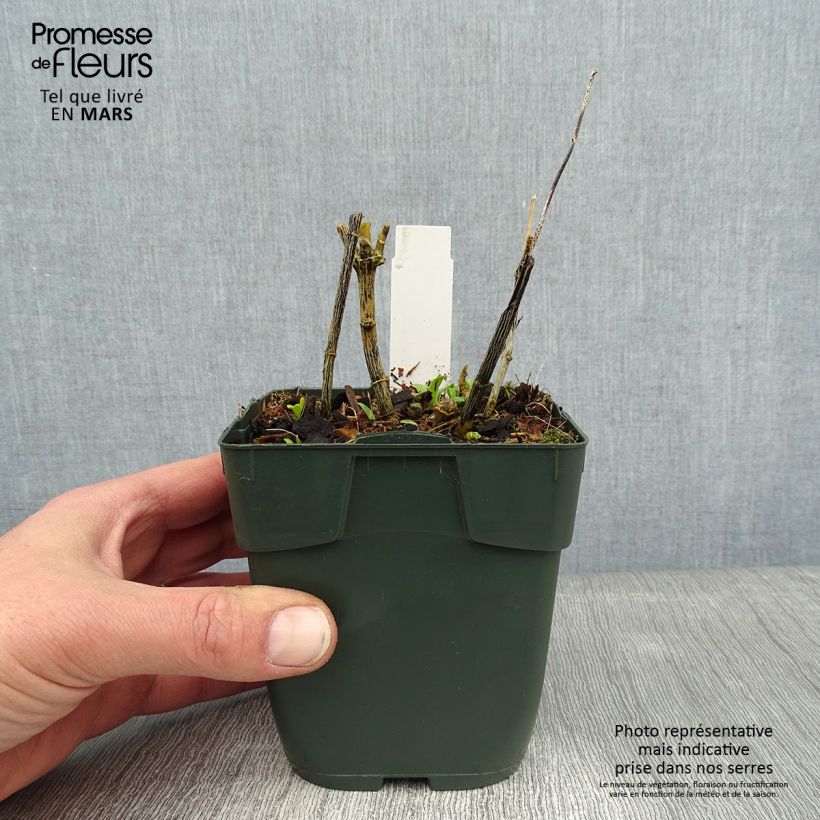 Amostra de Phlox paniculata Jade - Phlox paniculé Vaso de 8/9 cm tal como entregue no inverno