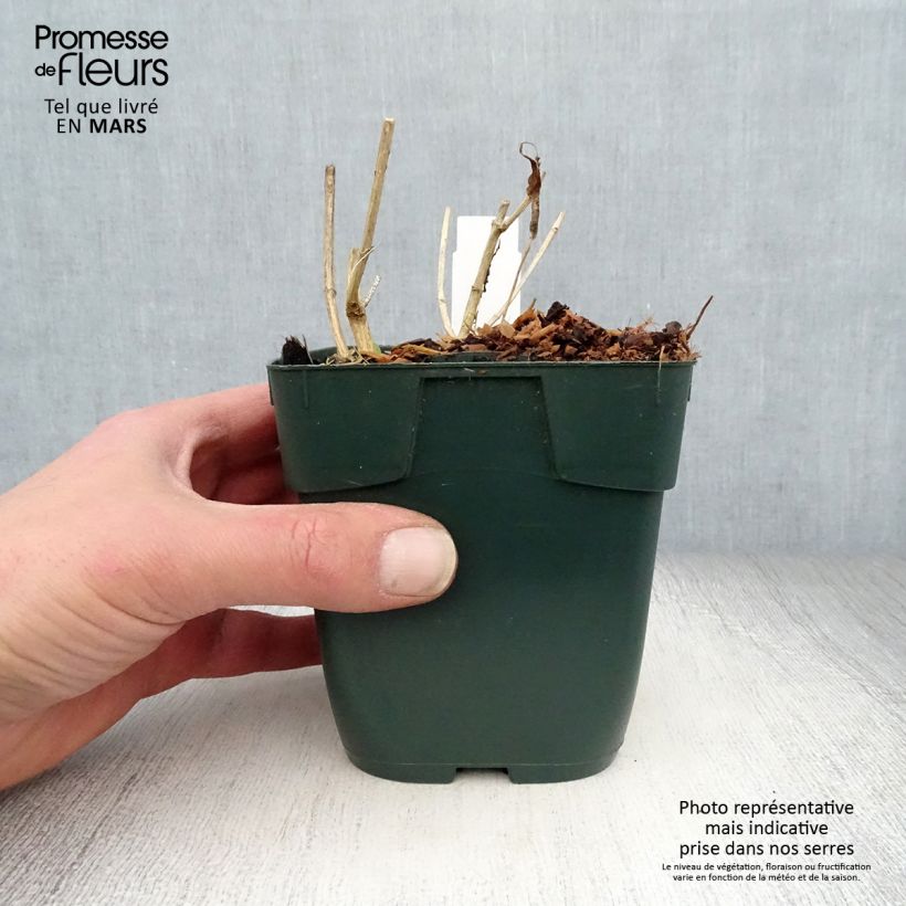 Amostra de Phlox paniculata Jade Vaso de 8/9 cm tal como entregue na primavera