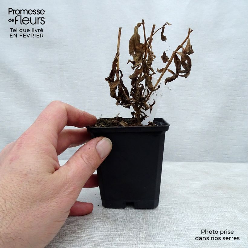 Amostra de Phlox paniculata Jeana Vaso de 8/9 cm tal como entregue no inverno