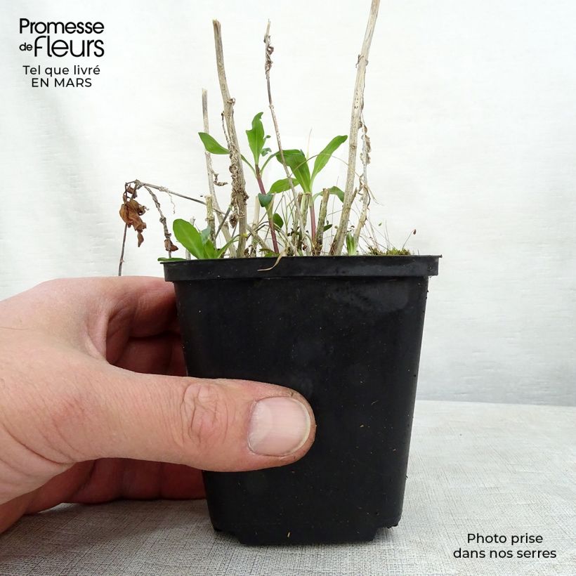 Amostra de Phlox paniculata Judy Vaso de 8/9 cm tal como entregue na primavera