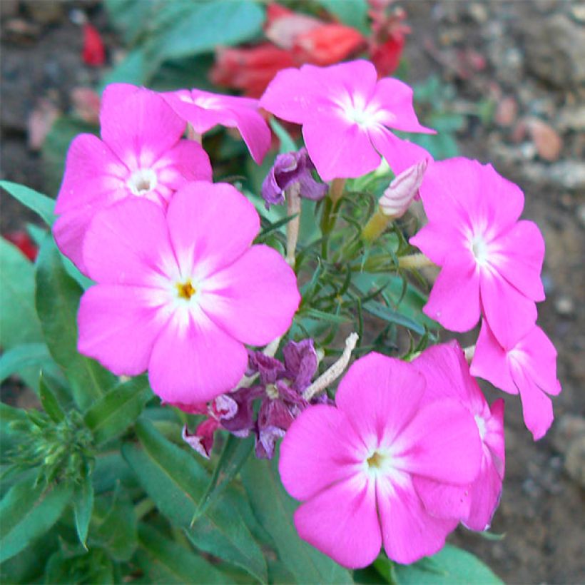 Phlox paniculata Laura (Floração)