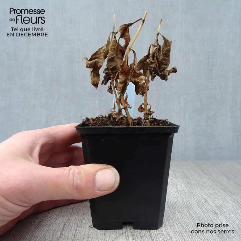 Amostra de Phlox paniculata Laura Vaso de 8/9 cm tal como entregue no inverno