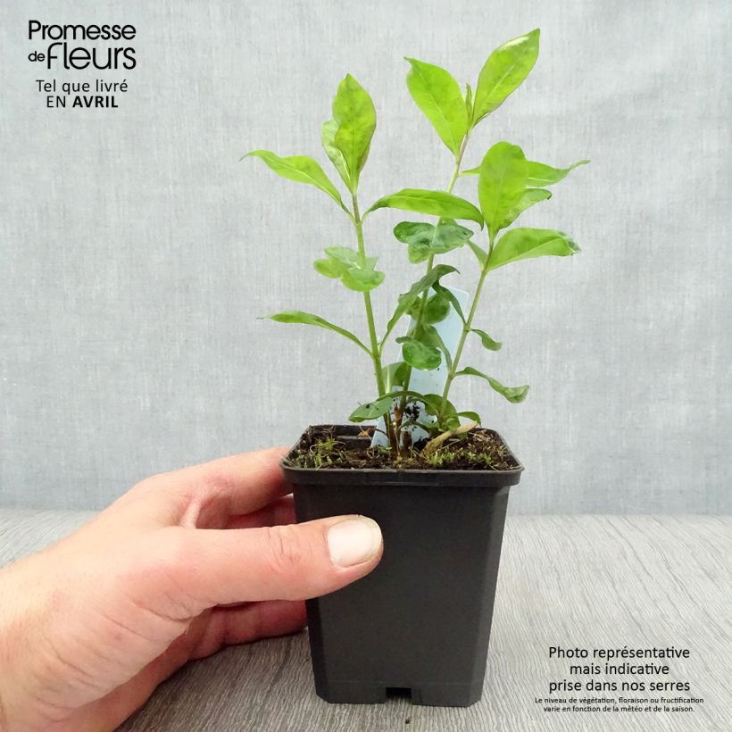 Amostra de Phlox paniculata Laura Vaso de 8/9 cm tal como entregue na primavera