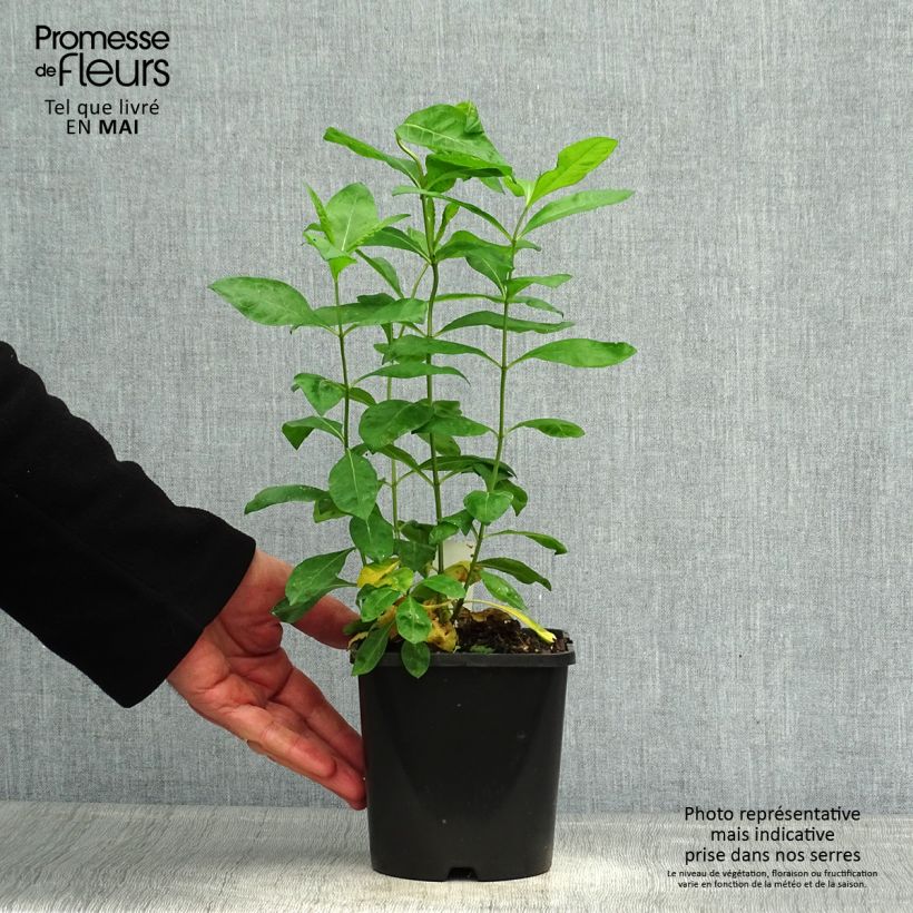 Amostra de Phlox paniculata Laura Vaso de 1,5 L/2 L tal como entregue na primavera
