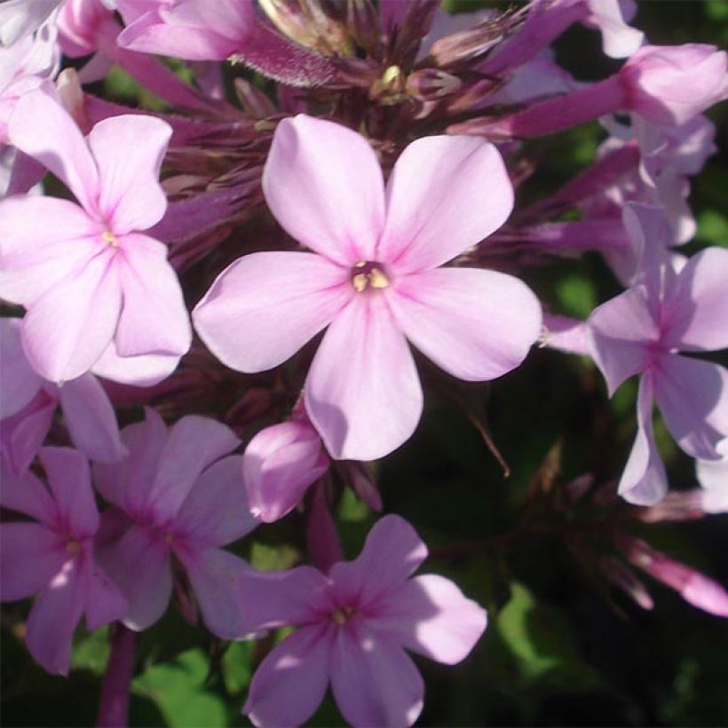 Phlox paniculata Lichtspel (Floração)