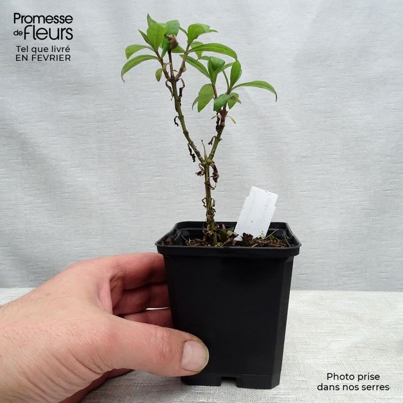 Amostra de Phlox paniculata Lichtspel Vaso de 8/9 cm tal como entregue no inverno