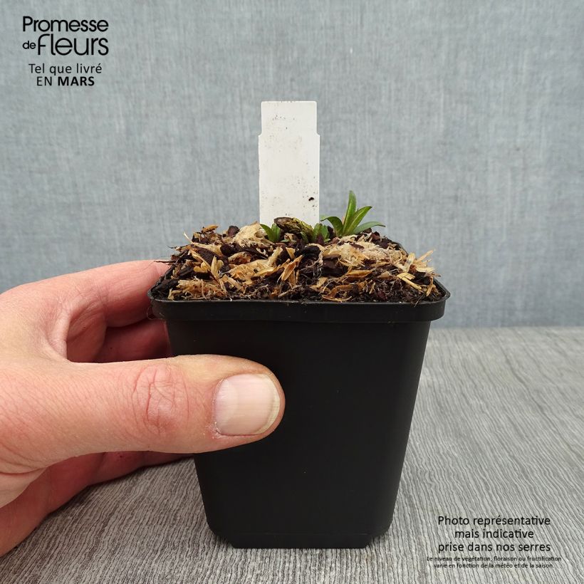 Amostra de Phlox paniculata Lilac Times Vaso de 8/9 cm tal como entregue no inverno