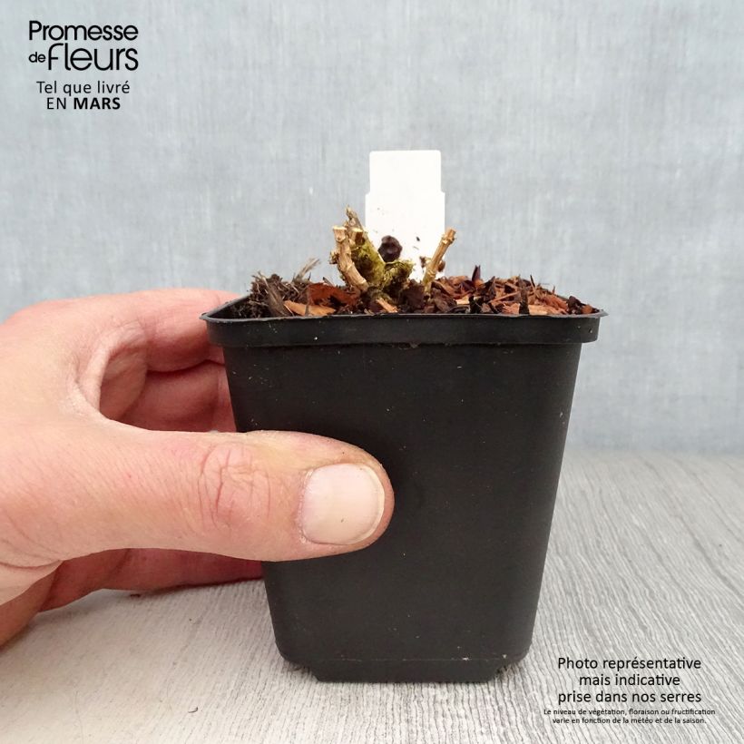 Amostra de Phlox paniculata Lilac Times Vaso de 8/9 cm tal como entregue na primavera