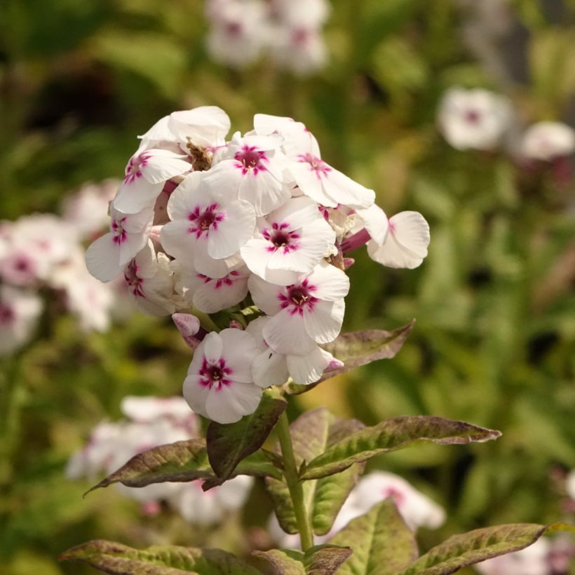 Phlox paniculata Mike's Favourite (Floração)