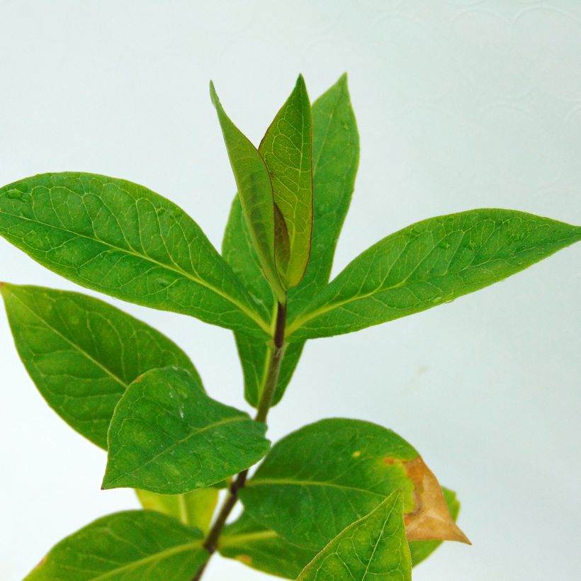 Phlox paniculata Monica Lynden Bell (Folhagem)