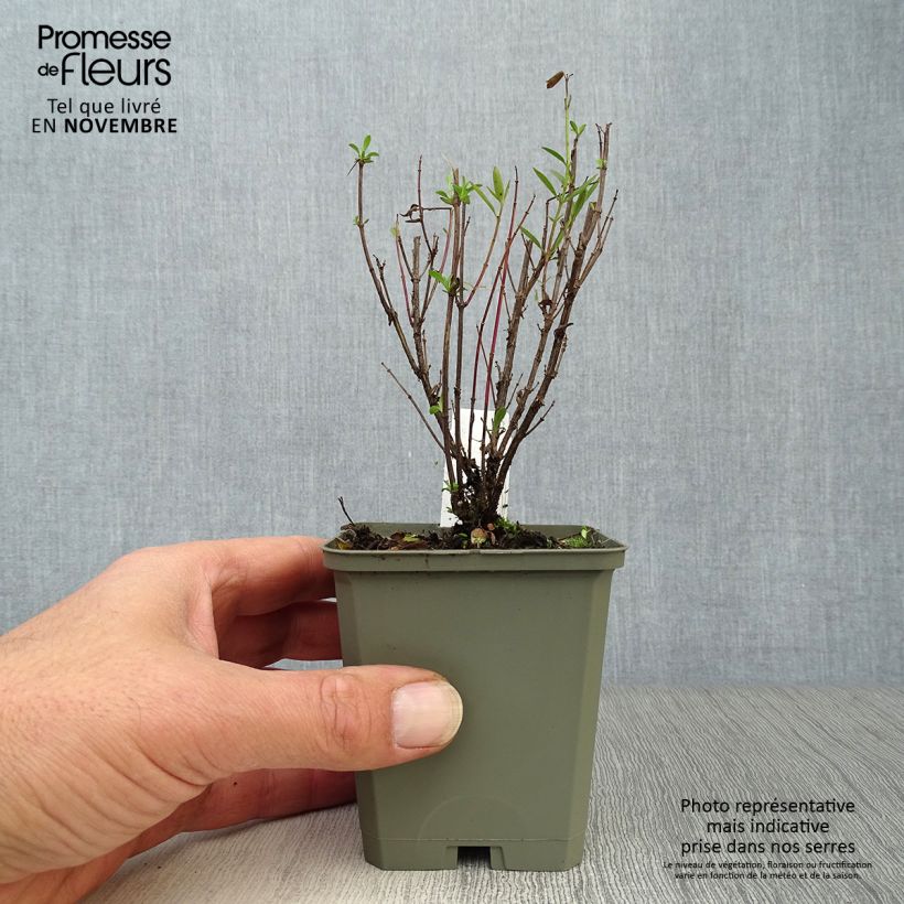 Amostra de Phlox paniculata Monica Lynden Bell Vaso de 8/9 cm tal como entregue no outono