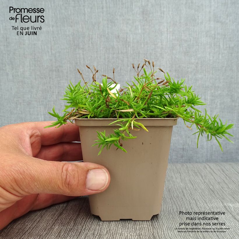 Amostra de Phlox paniculata Monica Lynden Bell Vaso de 8/9 cm tal como entregue no verão