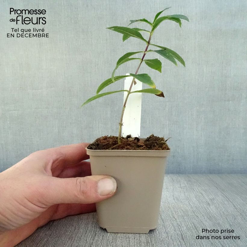 Amostra de Phlox paniculata Monica Lynden Bell Vaso de 8/9 cm tal como entregue no inverno