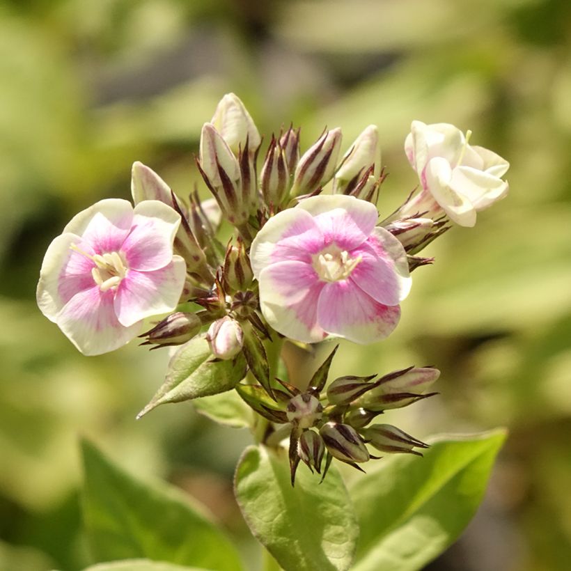 Phlox paniculata Mystic Green (Floração)