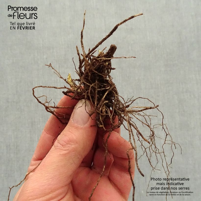 Amostra de Phlox paniculata Mystic Green Raízes nuas tal como entregue no inverno