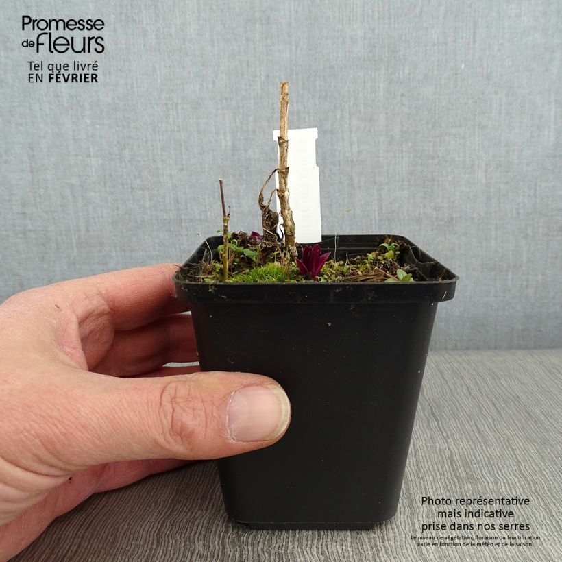 Amostra de Phlox paniculata Olympus Vaso de 8/9 cm tal como entregue no inverno