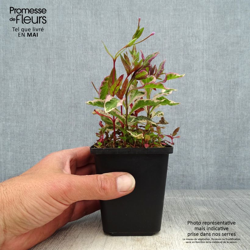 Amostra de Phlox paniculata Olympus Vaso de 8/9 cm tal como entregue na primavera