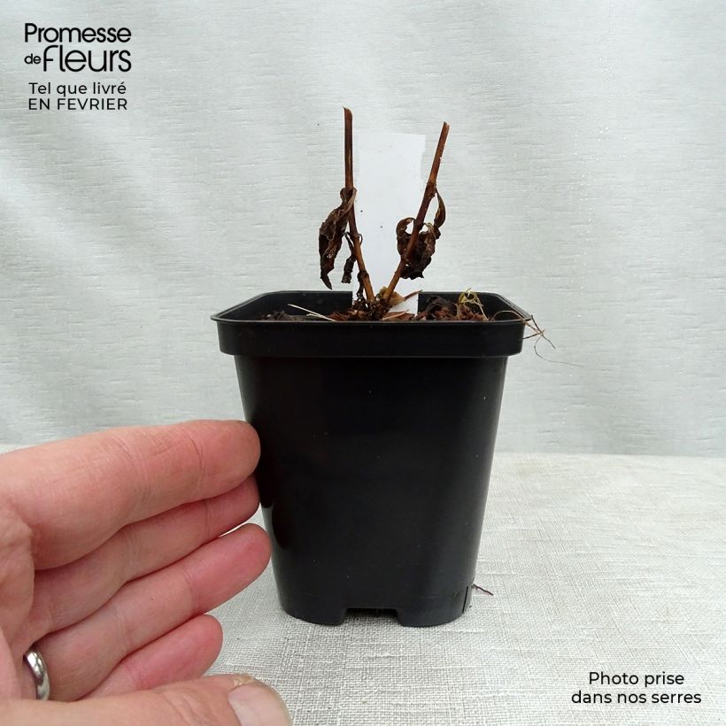 Amostra de Phlox paniculata Orange Perfection Vaso de 7/8 cm tal como entregue no inverno