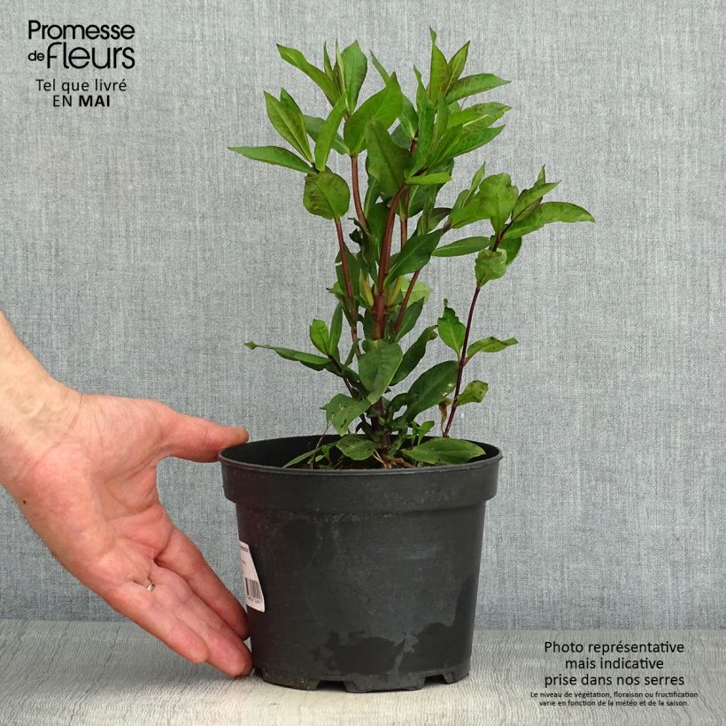 Amostra de Phlox paniculata Orange Perfection Vaso de 2 L/3 L tal como entregue na primavera