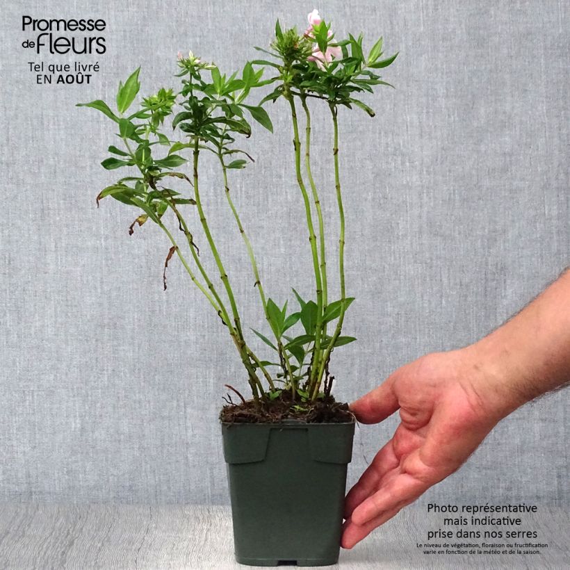 Amostra de Phlox paniculata Peppermint Twist Vaso de 8/9 cm tal como entregue no verão